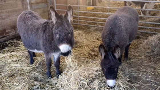 Donkeys at Honeysuckle Farm